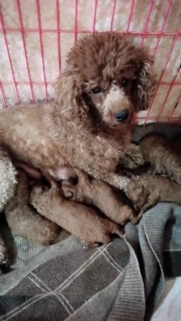 虎妞的爆料视频大全下载,揭秘娱乐圈不为人知的秘密 第3张 虎妞的爆料视频大全下载,揭秘娱乐圈不为人知的秘密 第3张